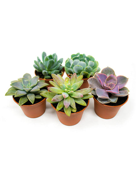 Winter Coat with Hat