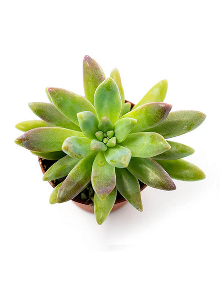 Winter Coat with Hat